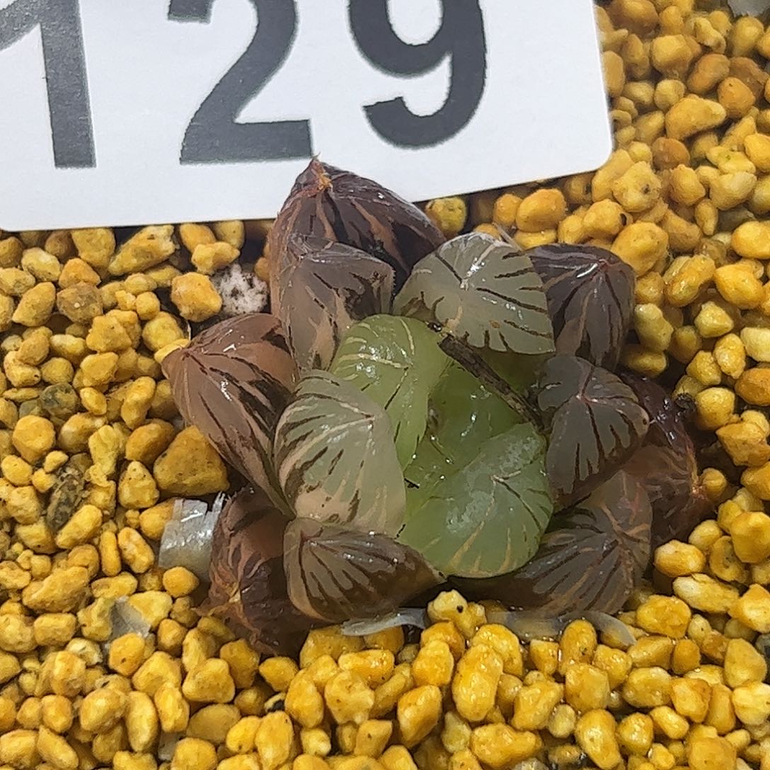 地泉锦十二卷多肉植物