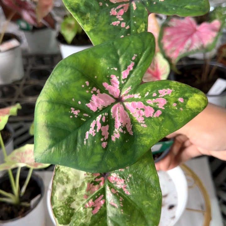 彩叶芋绿植泰彩六月新娘