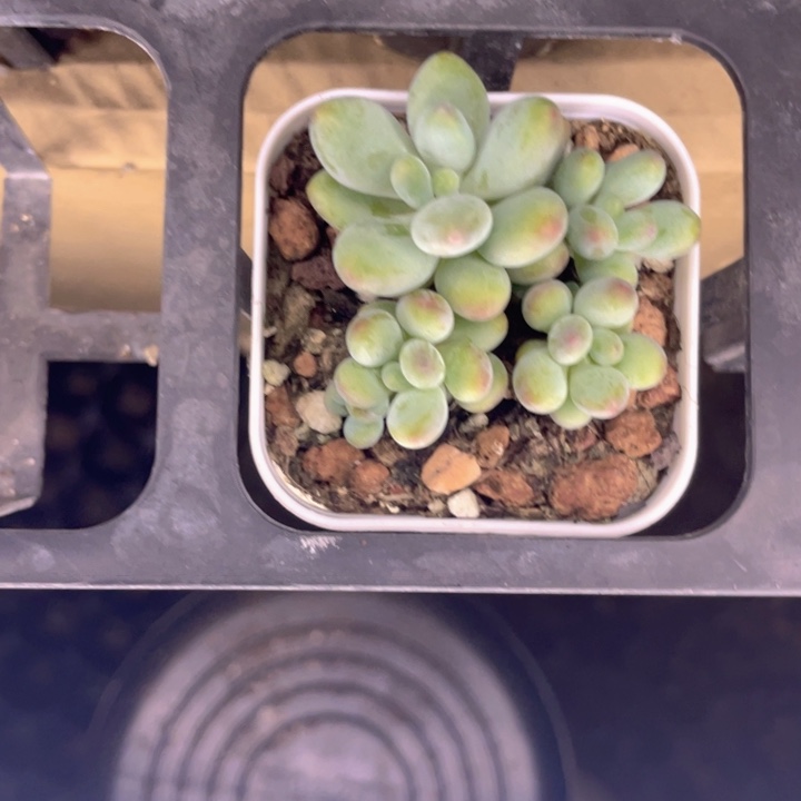 苹果奶随机发满18包邮