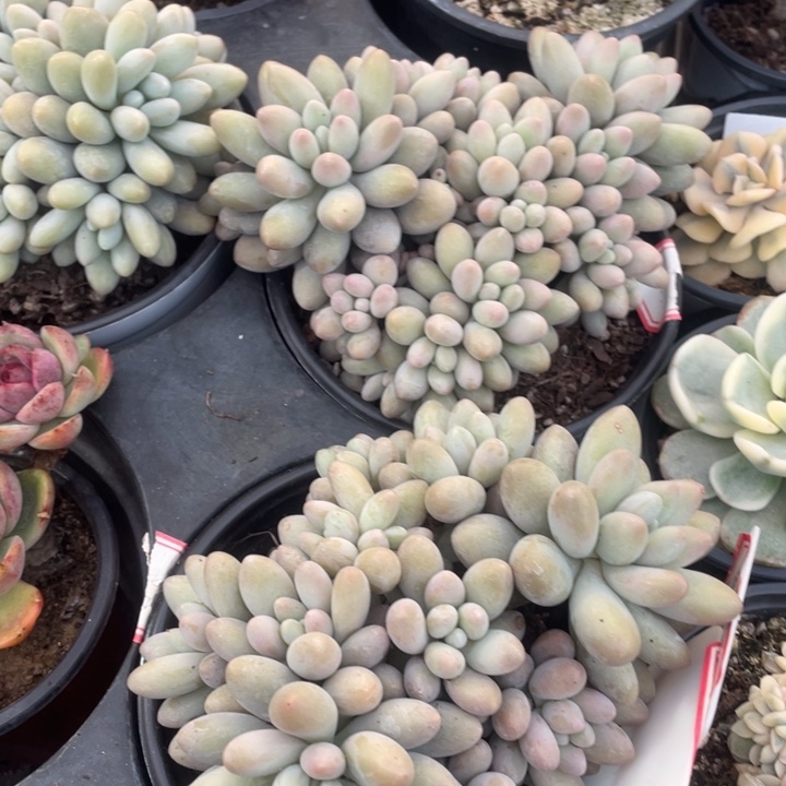 汤圆45一盆88888888