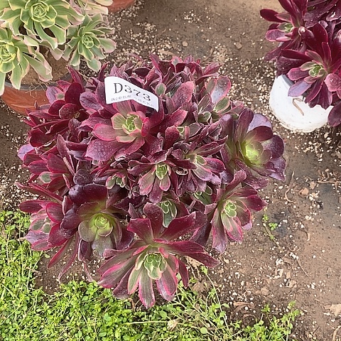 373赤霞飞多肉法师锦