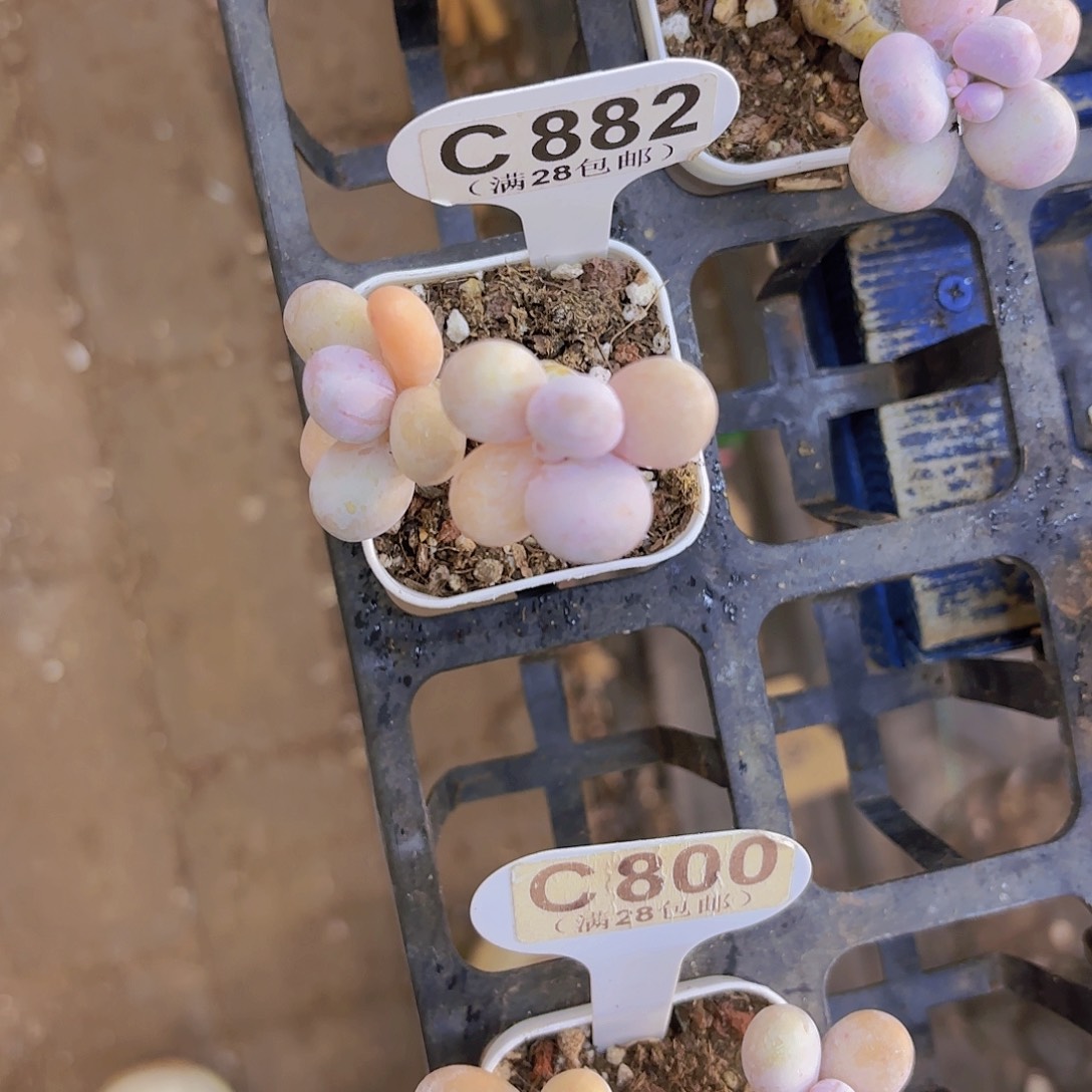 终***々C882水光针一物一拍