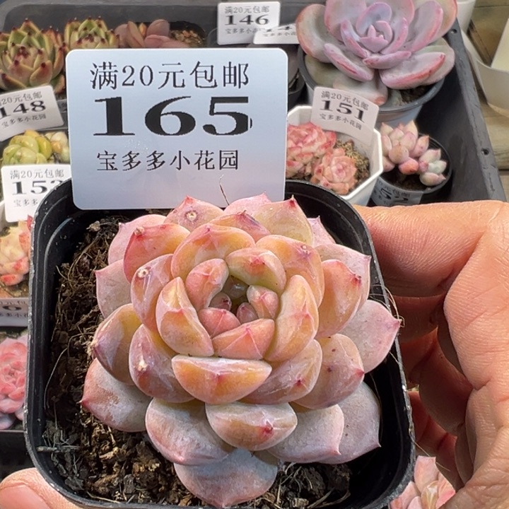 糖心多肉一物一拍满20包邮