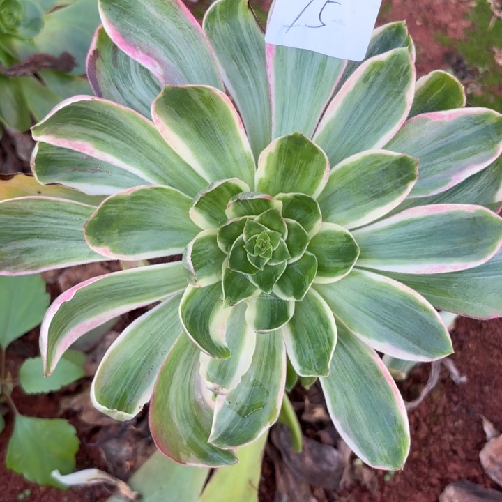 快***边无花朵075特价恶魔之眼无根无售后