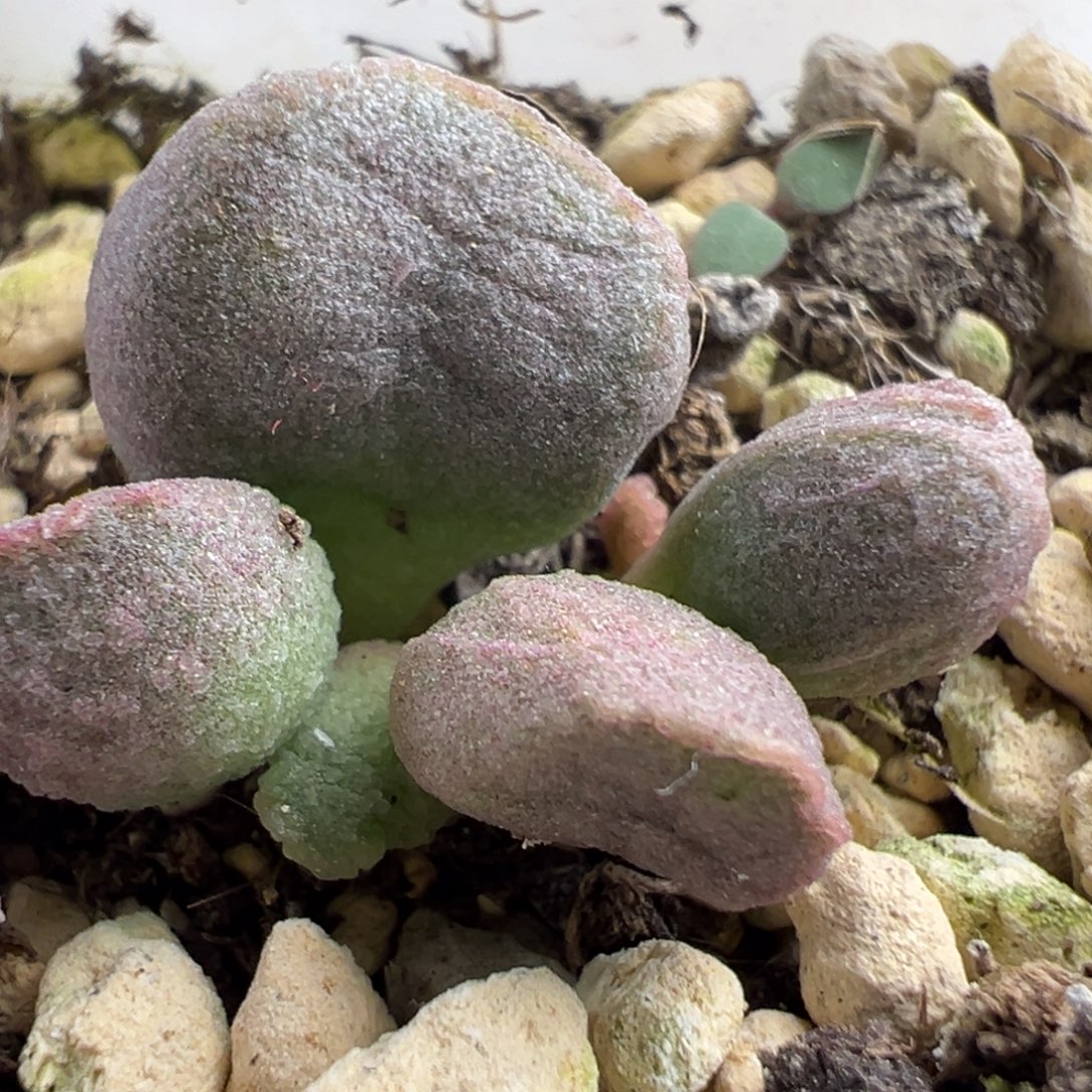 透***晶实生新品多肉植物水泡