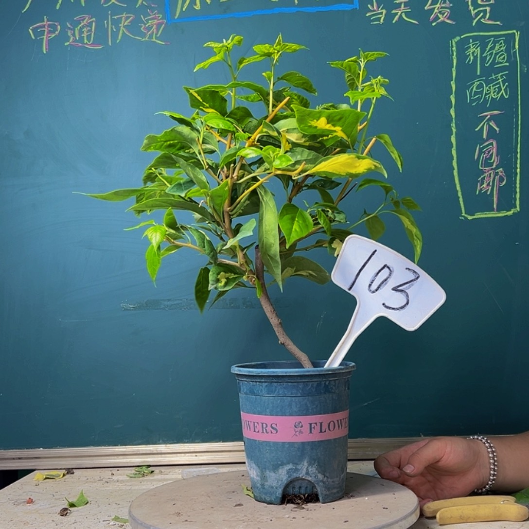 当前无花栽培后可以开花造型杆 金心橙白 103