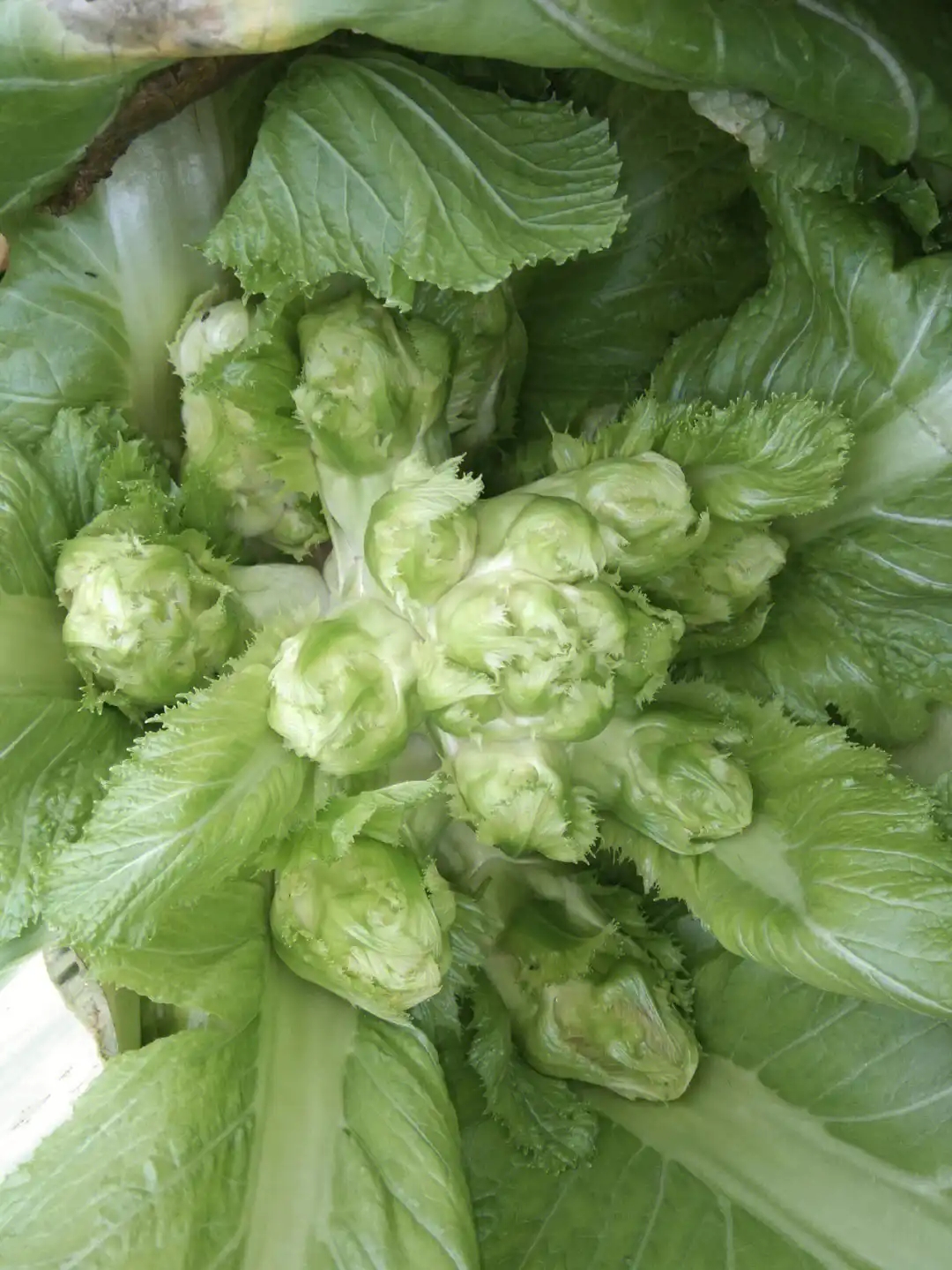 贵州农村蔬菜新鲜儿菜大头菜儿菜