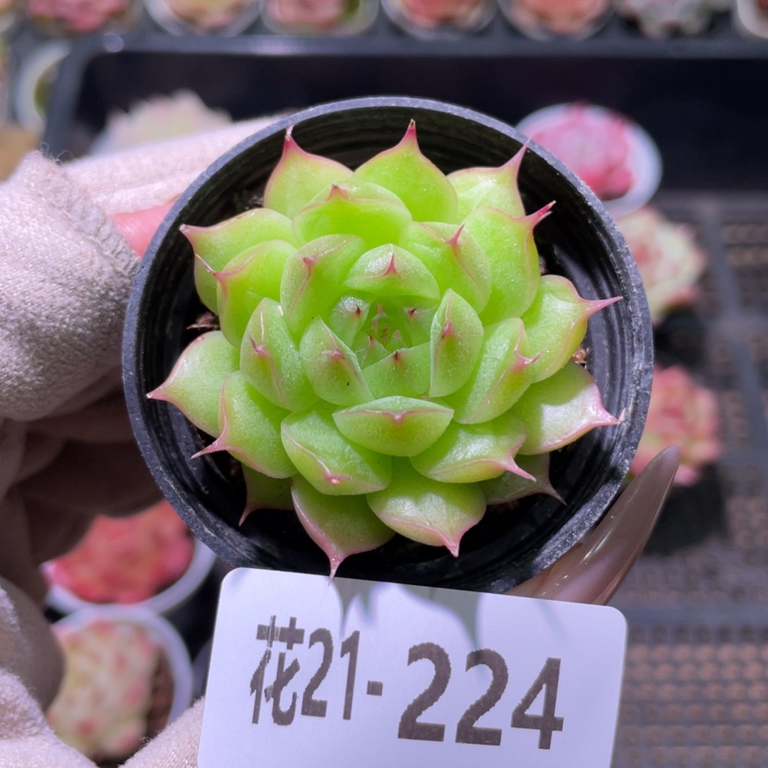 花利美21-224海王