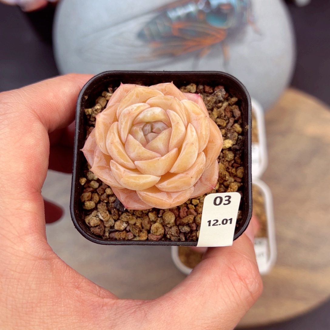 好好看03、哈哈哈哈