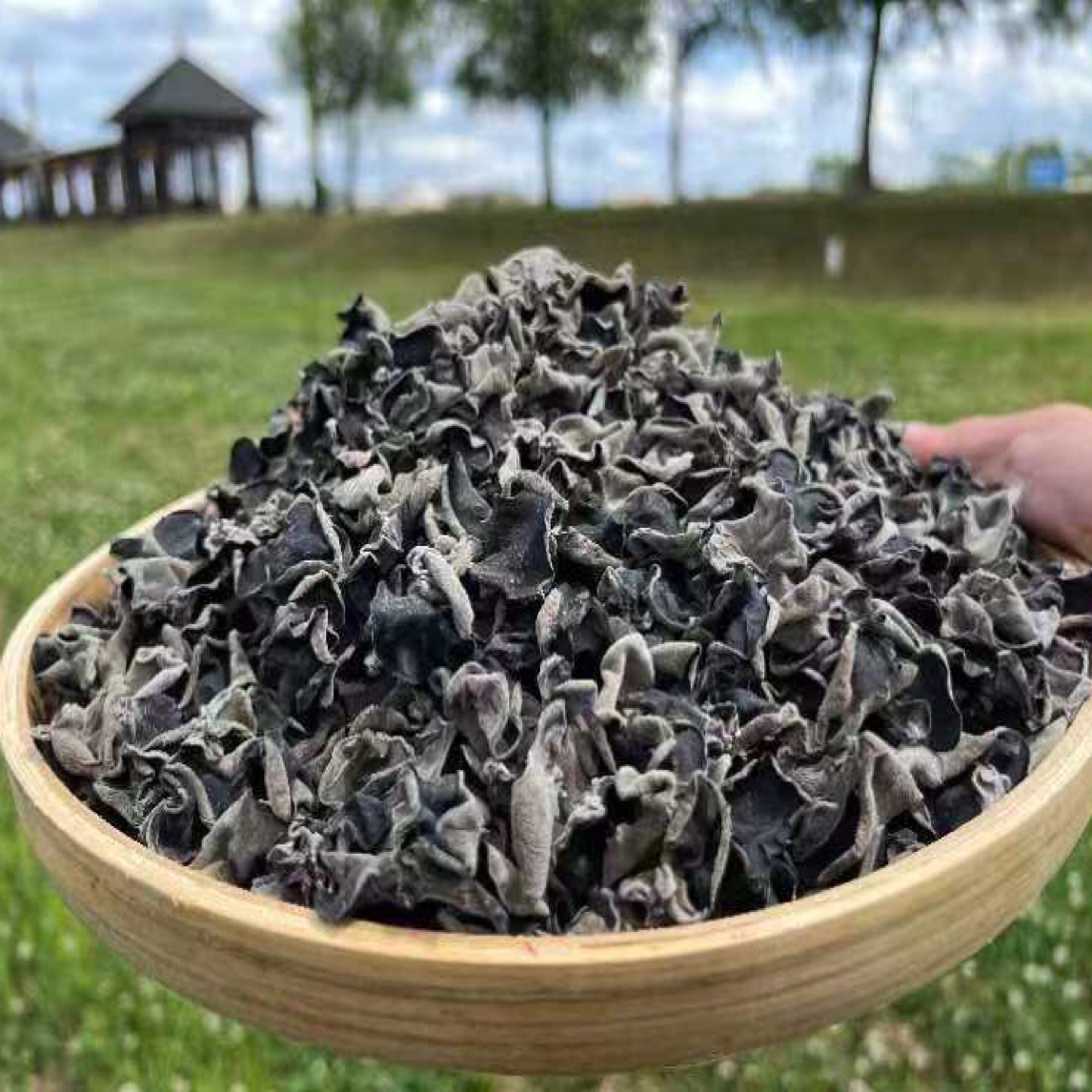 长白山木耳手工采摘