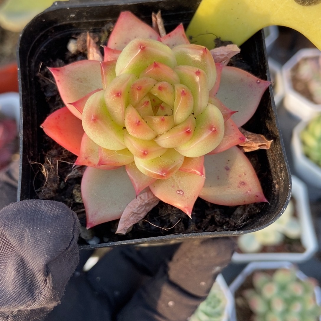 1866珍妮多肉植物多肉