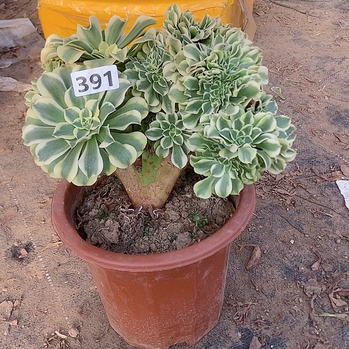 391绿豆沙缀化老板子法师