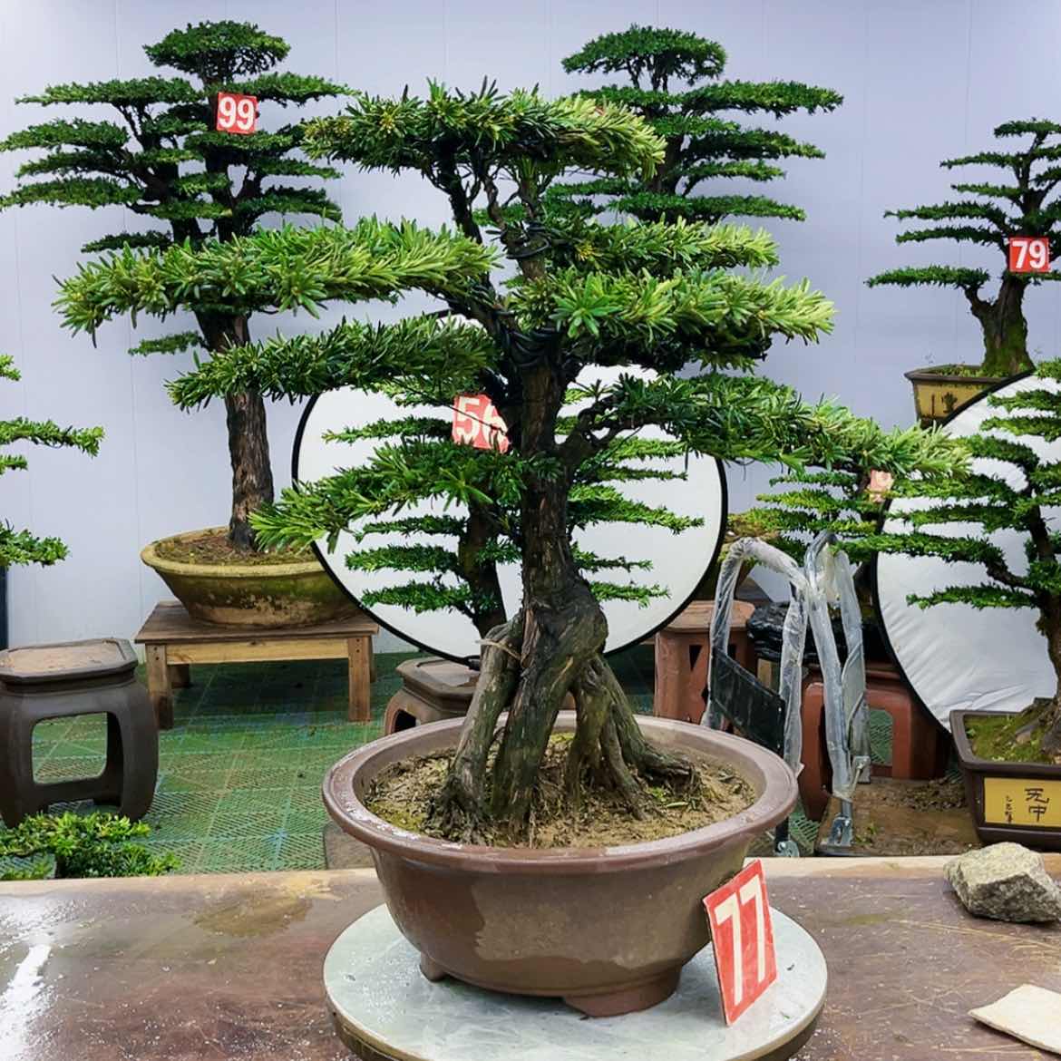 【闪购商品】罗汉松盆景的制作方法