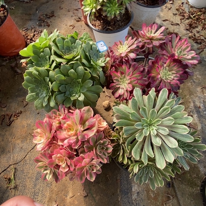 27粉女巫，红铜白，粉黛，圣罗兰多肉