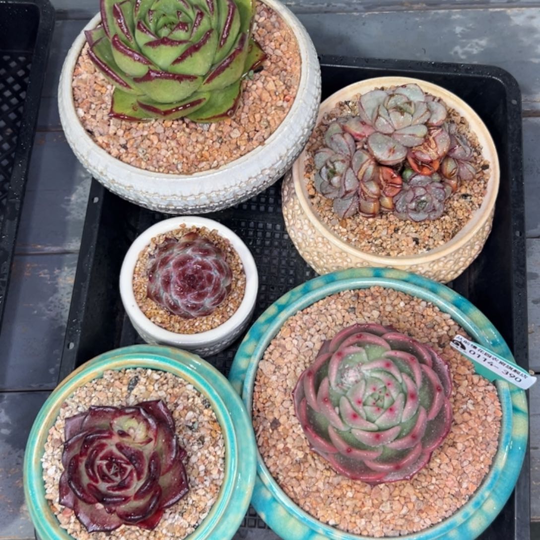 多肉精选编号0114.390