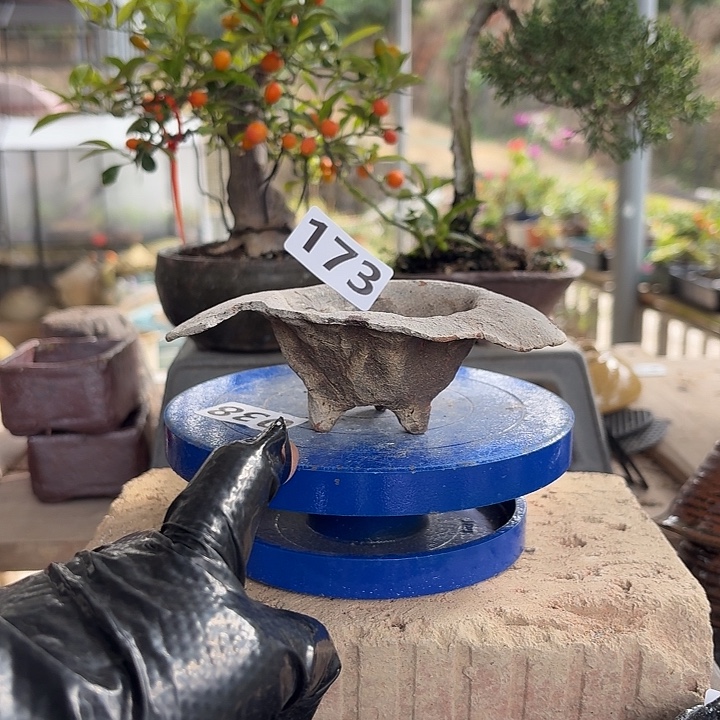 淡***鱼173花盆//////////