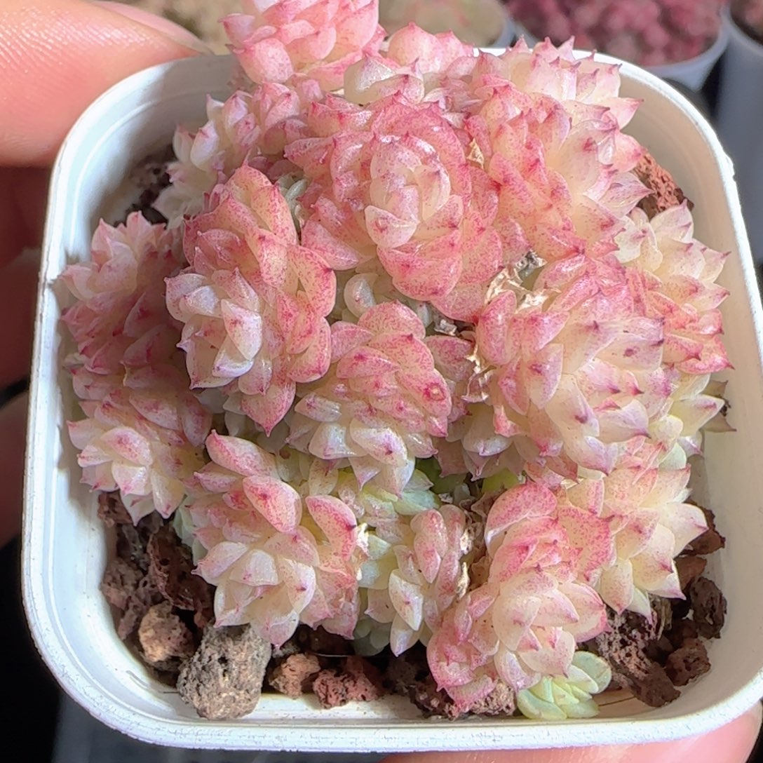 多肉1224-163优选麦秆群