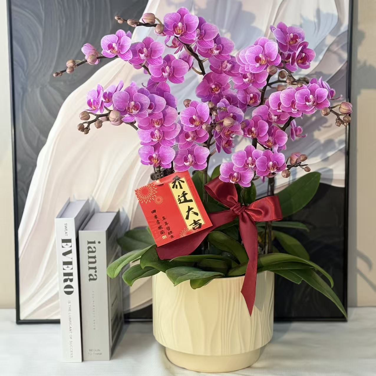 蝴蝶兰《骄阳》寓意积极向上 精致小组盆 好养耐养基地直发