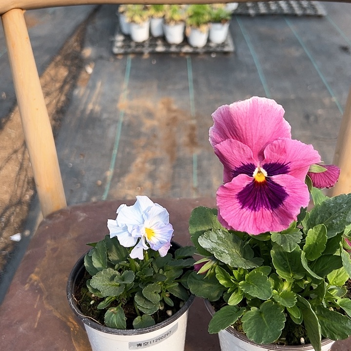 木抖音直播闪31-32