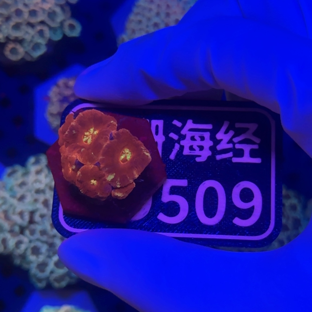 W***W纽扣珊瑚又又不包邮糖果脑D509