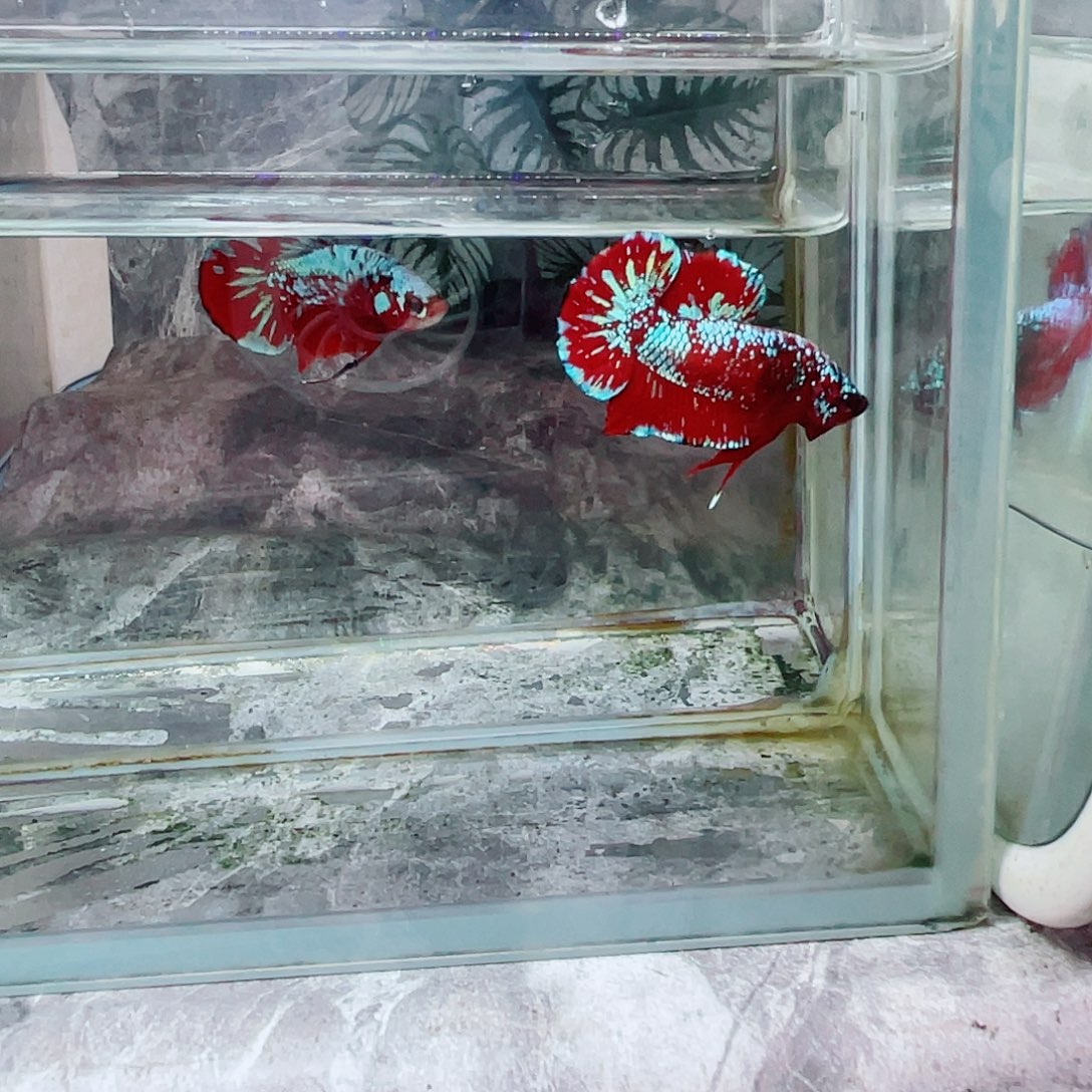 斗鱼育平斗鱼泰国斗鱼