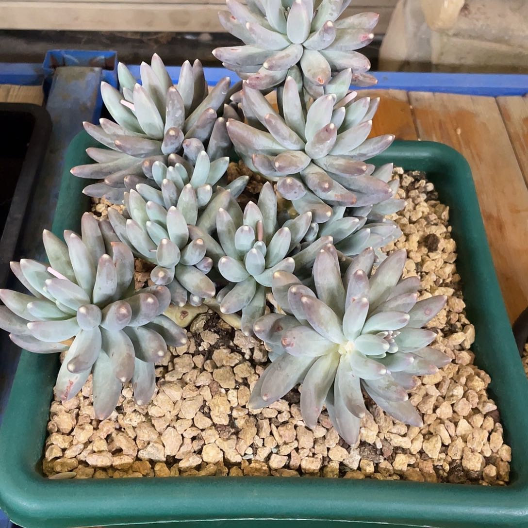 多肉植物等植物资源丰富的