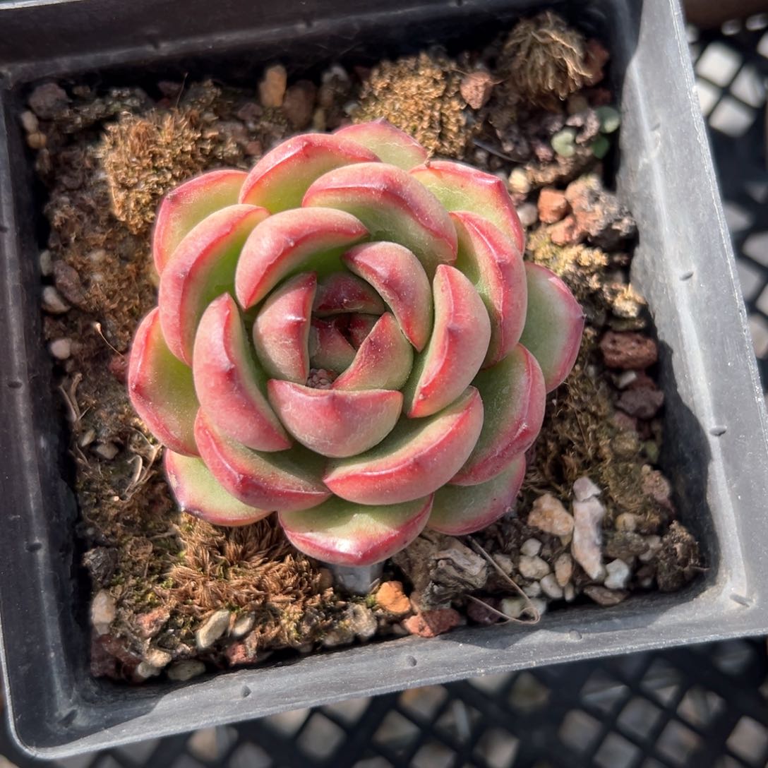 万宝龙（满38包邮）多肉