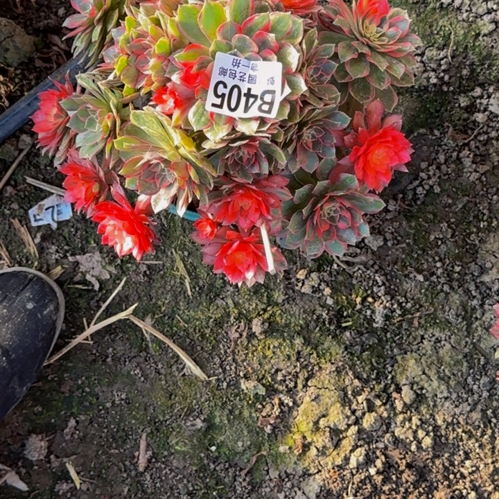 黑魔锦花25-26包邮花花