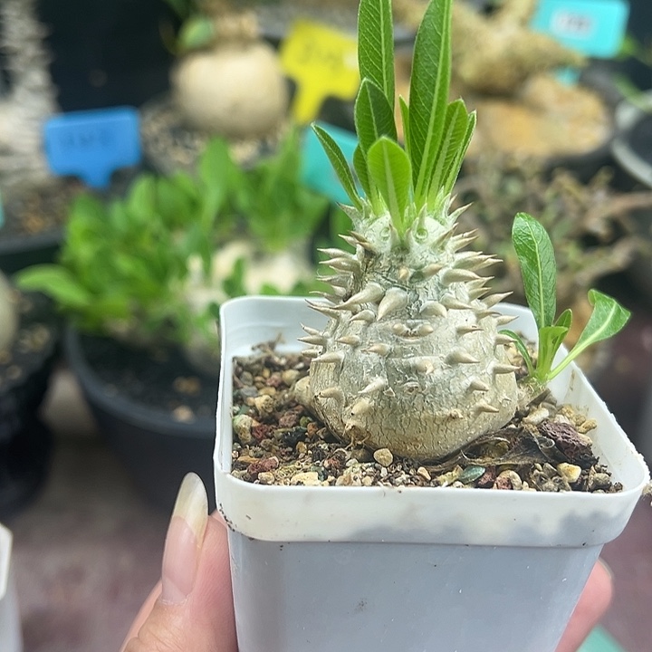 惠比大黑多肉植物
