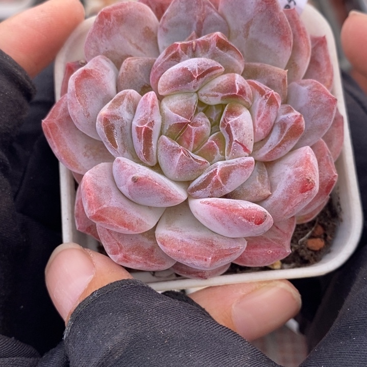 1203-608，粉魄多肉