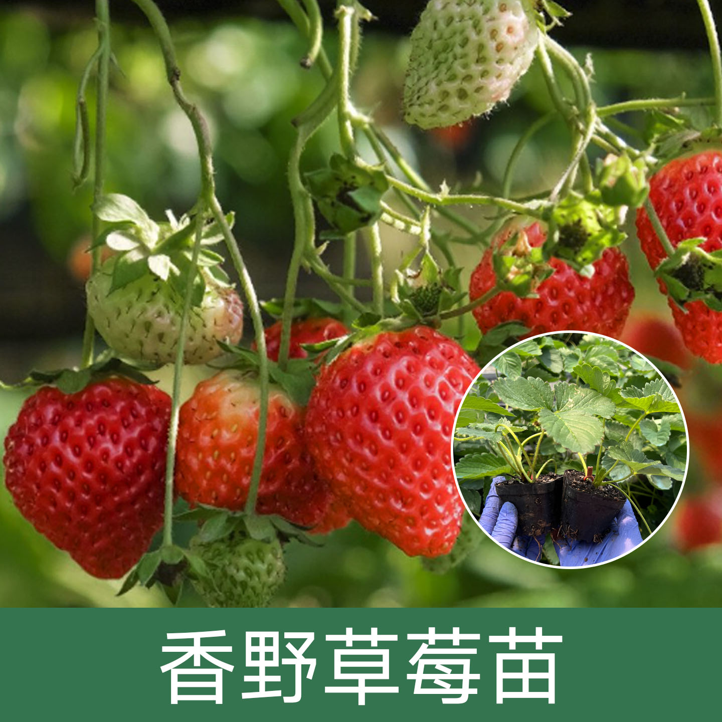 【香野草莓苗钵苗】基地直发阳台庭院种植水果植被盆栽