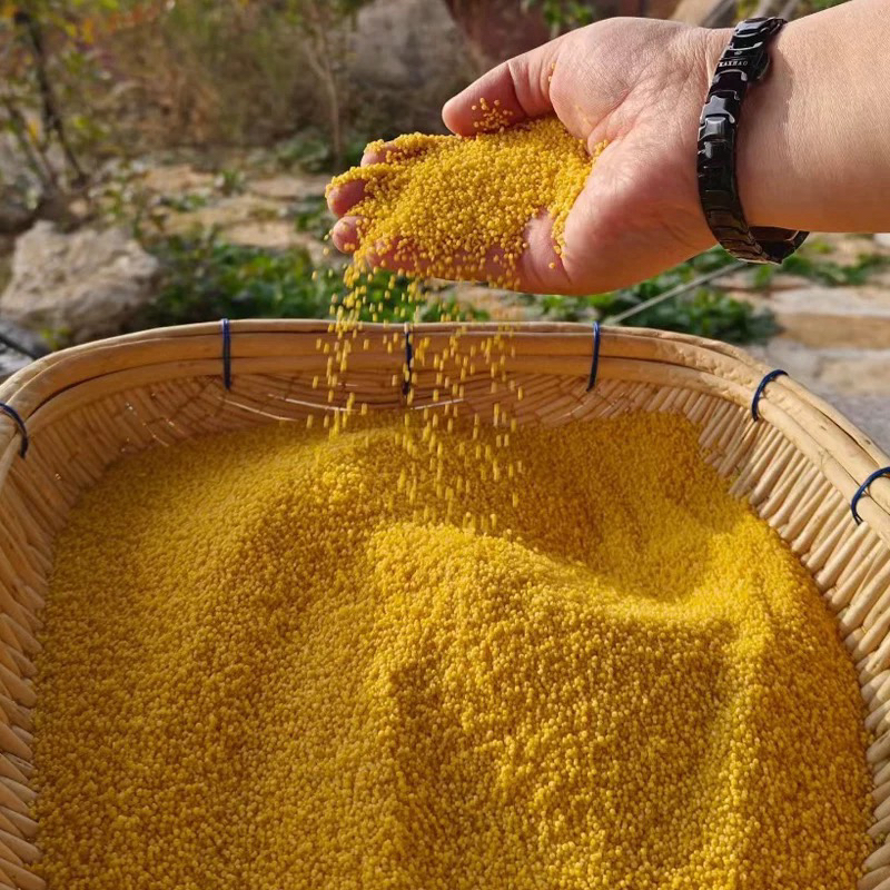 湘西农家老品种小米