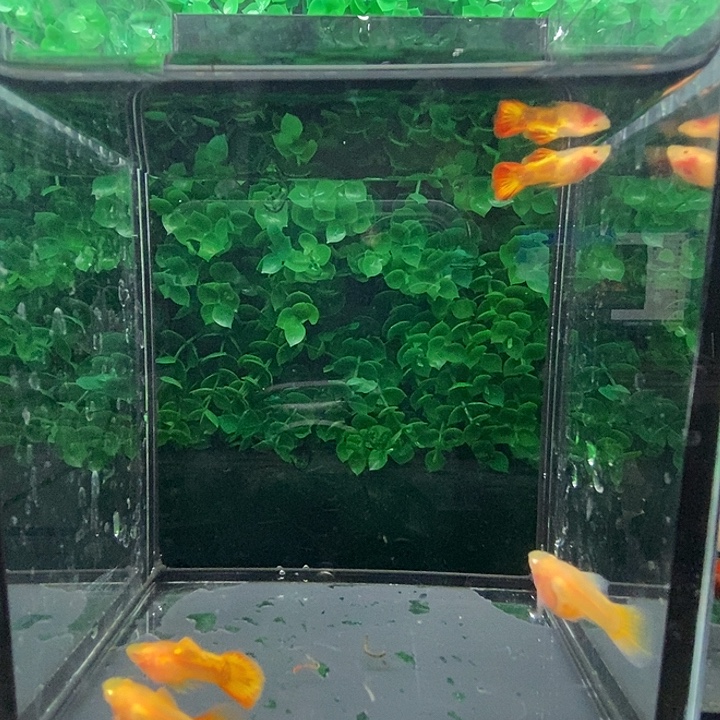 孔雀鱼红龙白子2两对