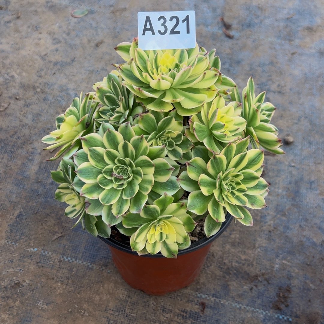 嫚***舞无花朵伊丽莎白321