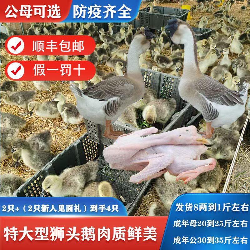 （脱温8两到1斤左右）特大型狮头鹅肉质鲜美