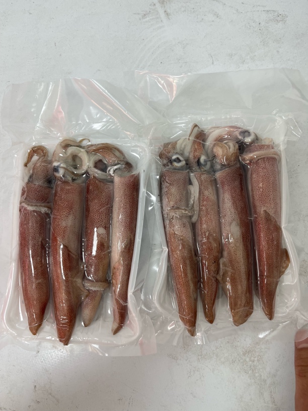 正宗南日岛鱿鱼管