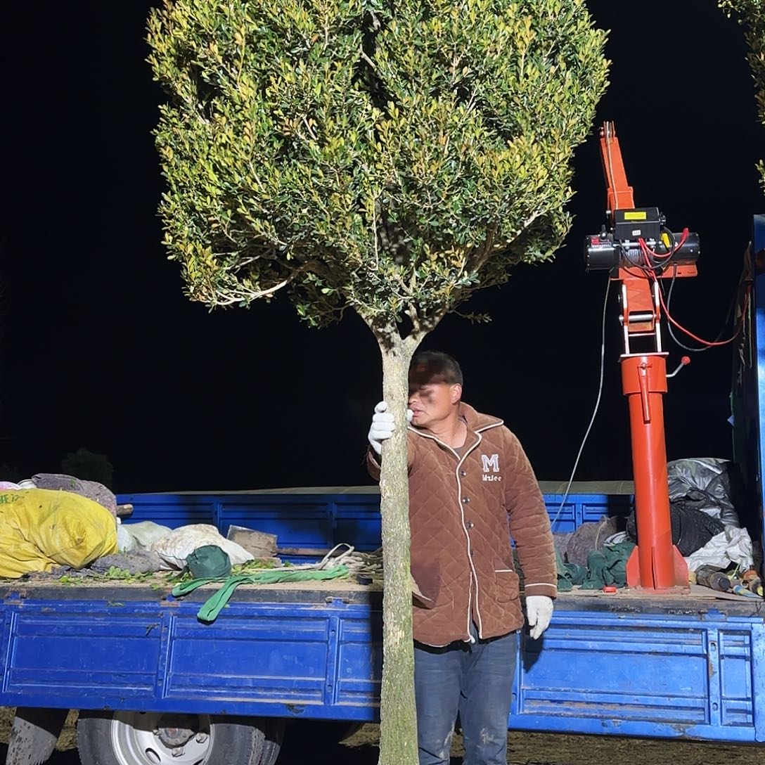 无花朵精品瓜子黄杨