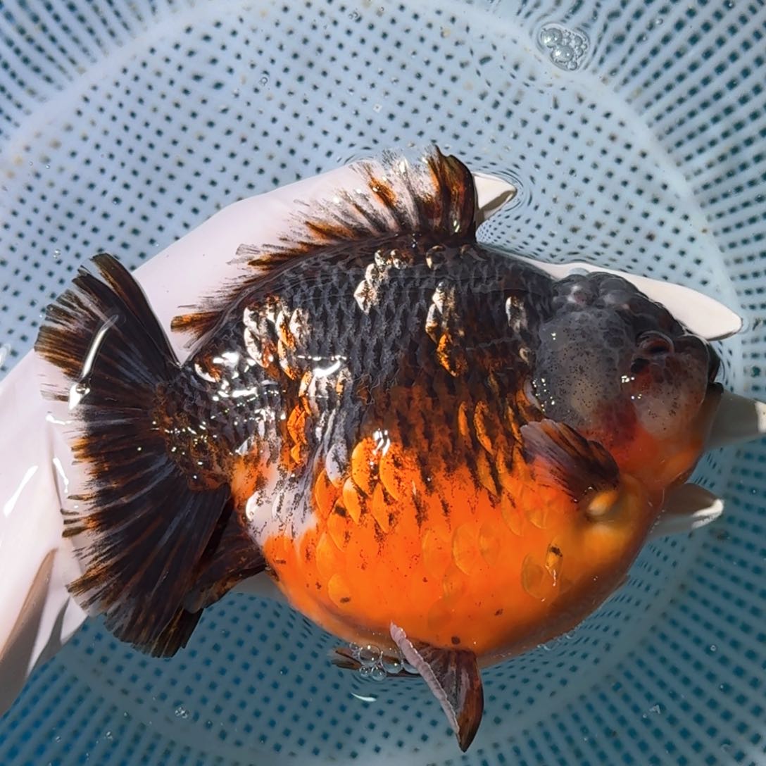 金鱼类不分公母16