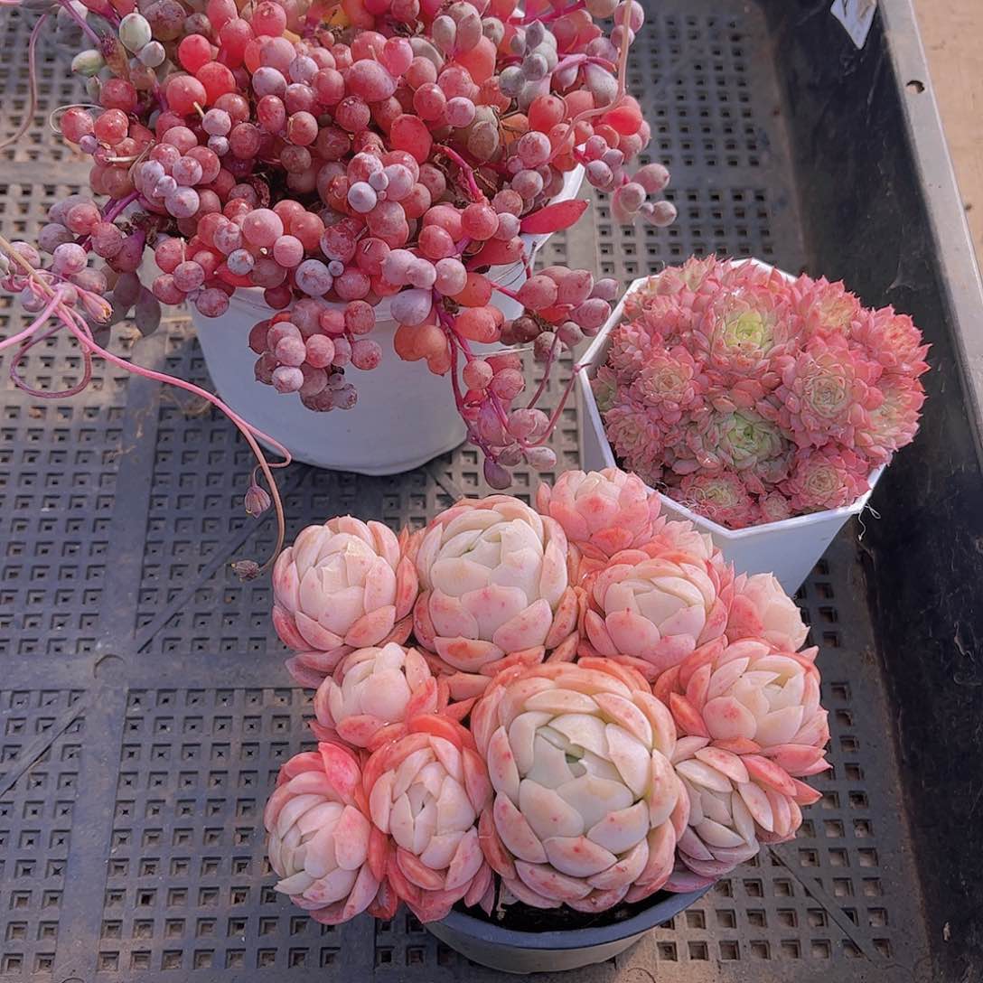 多肉085多肉植物