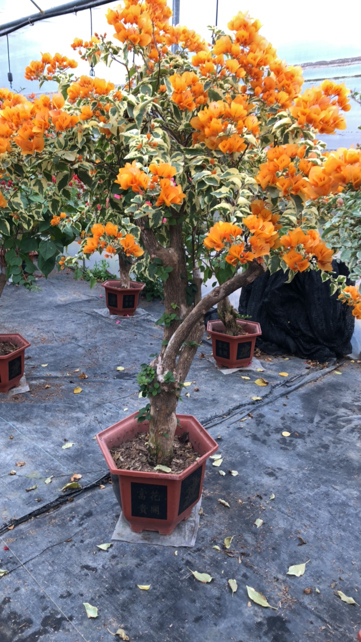 三角梅盆景一物一拍