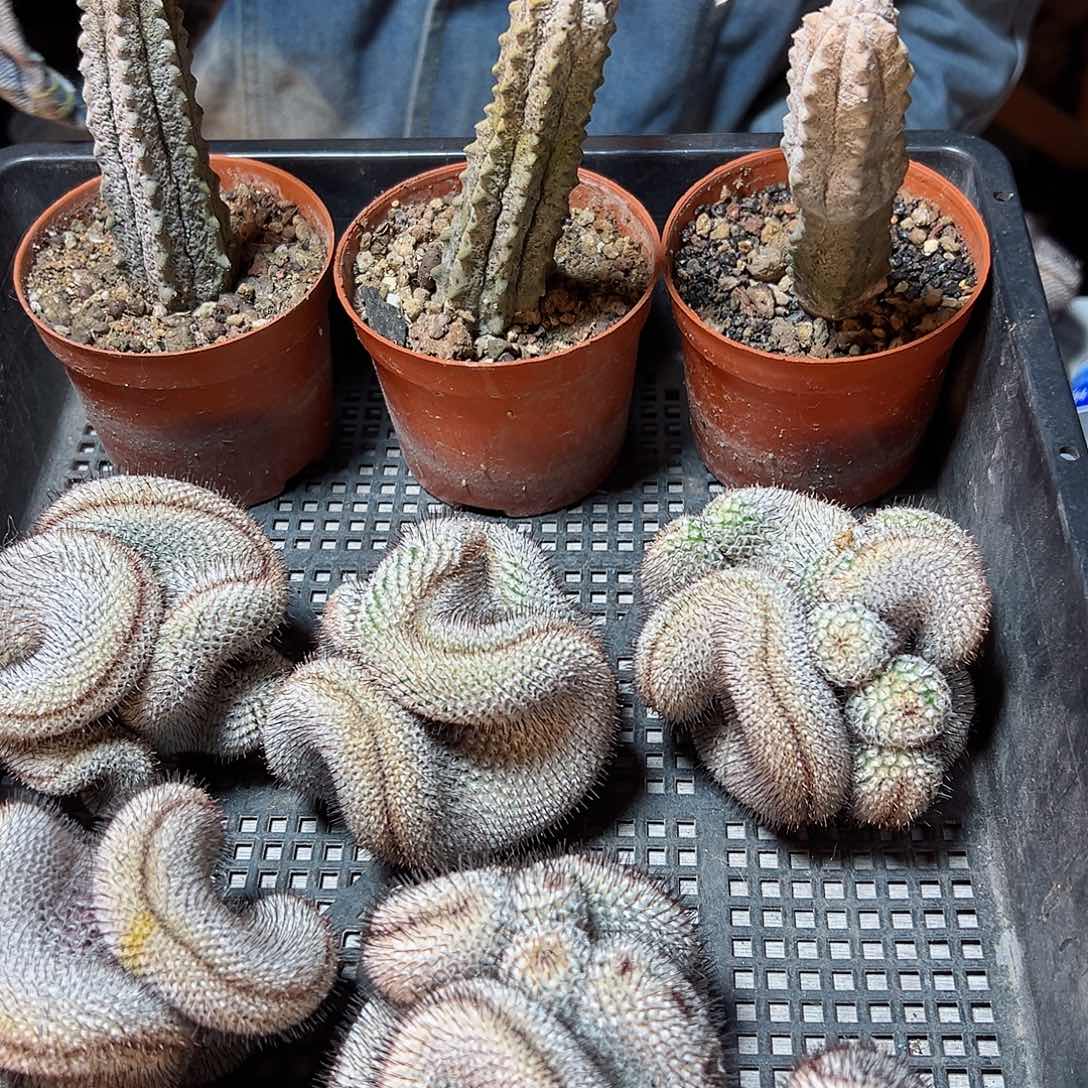 自根水泥柱宽度2.5公分