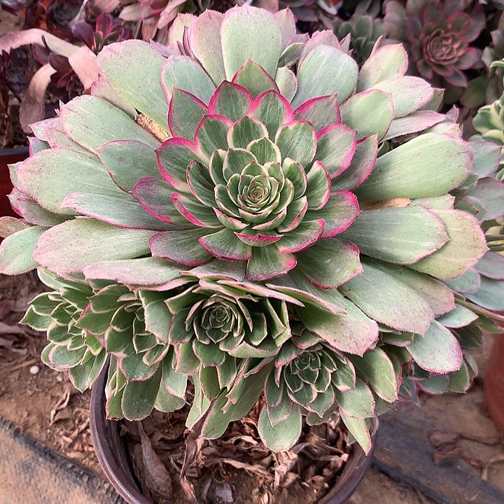 多肉植物粉花妖有砍头19