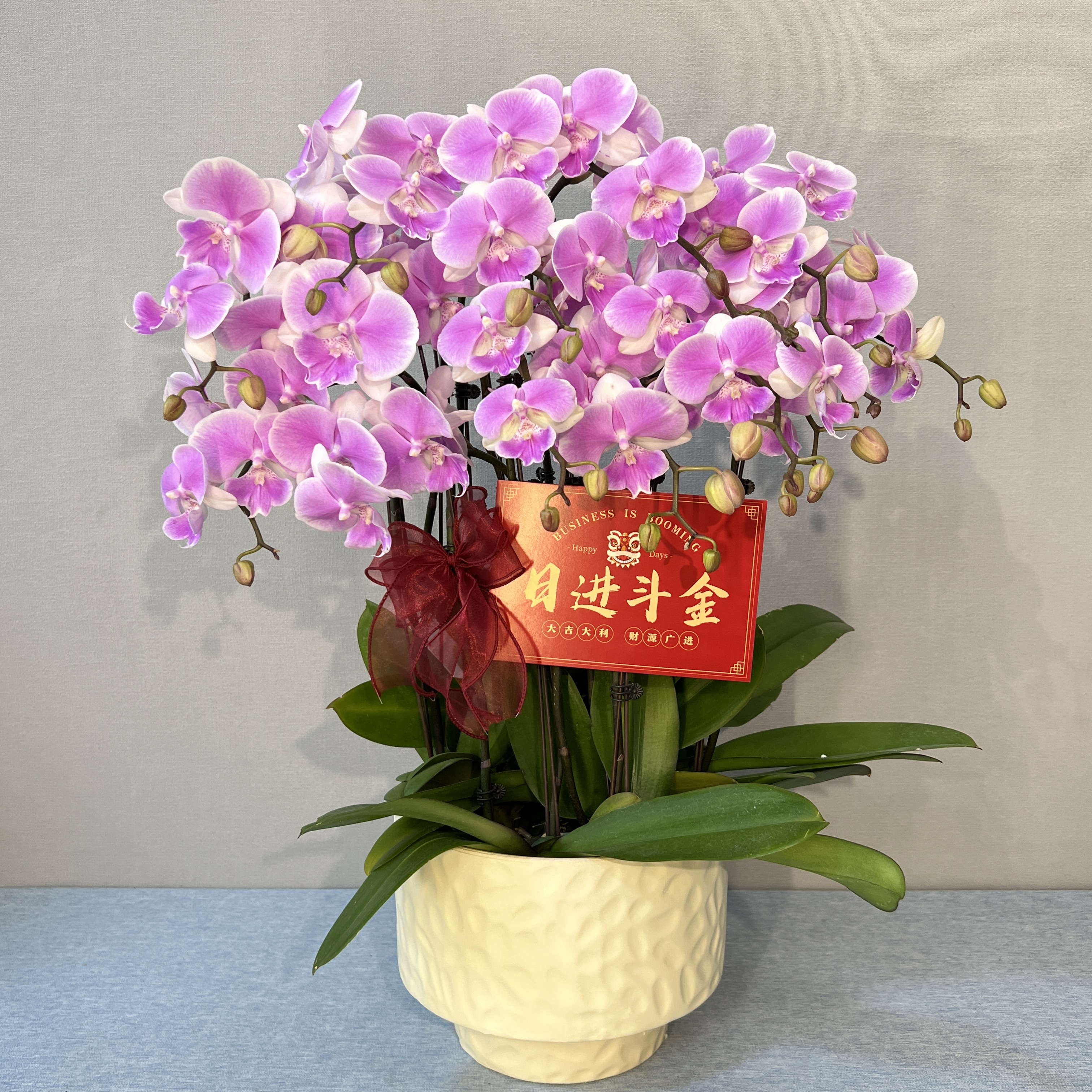 [梦幻婚礼]粉色系少女心中大花型蝴蝶兰 长花期好养耐养 基地直发
