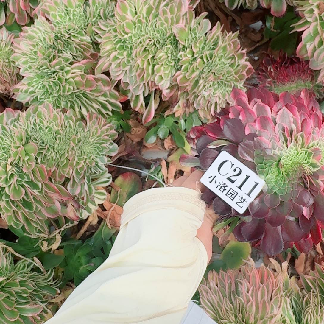 211 无根缀化不包侧