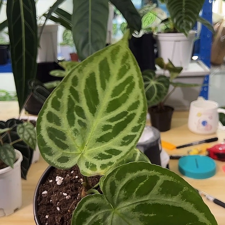 无花朵极品铜锣烧