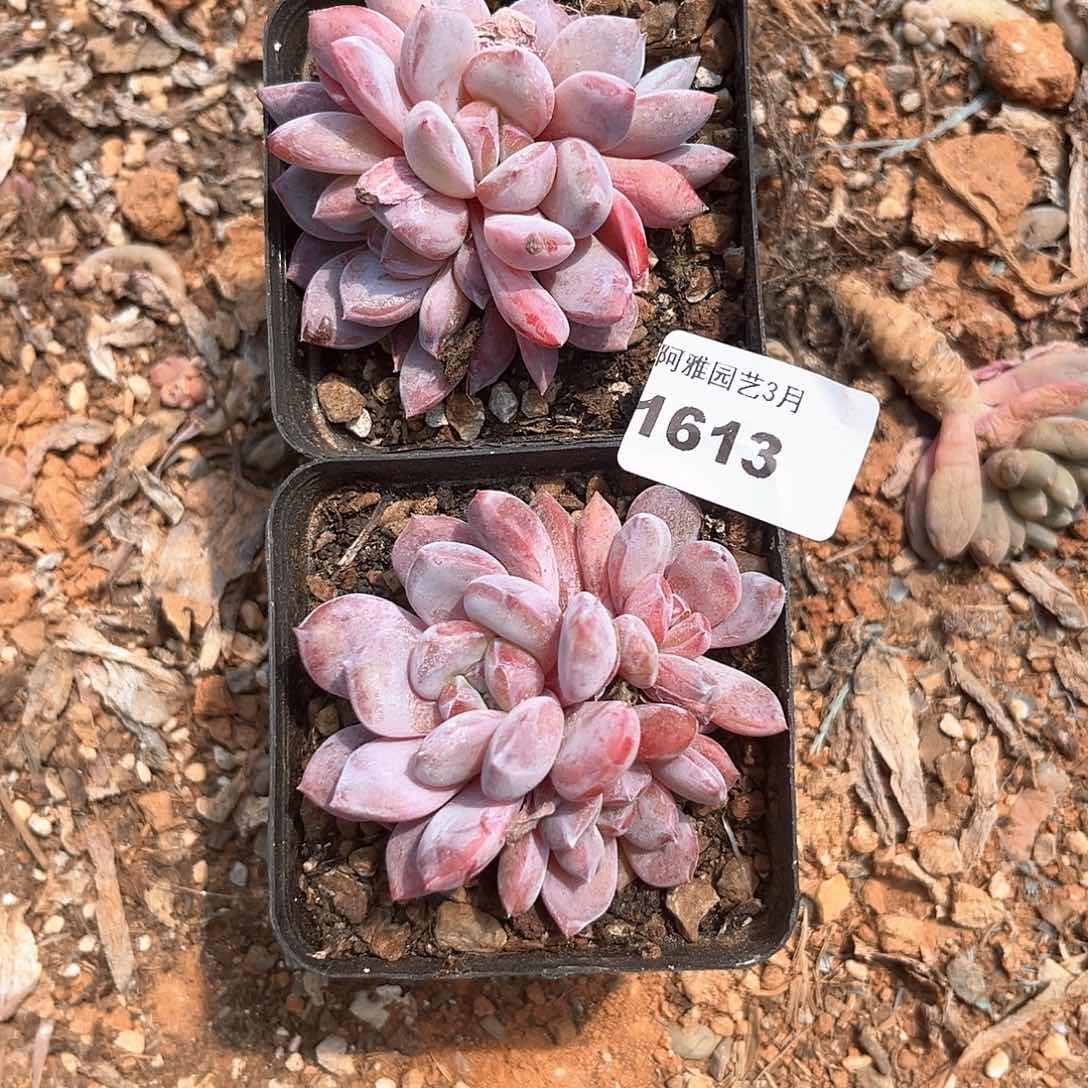 阿雅园艺。   1613