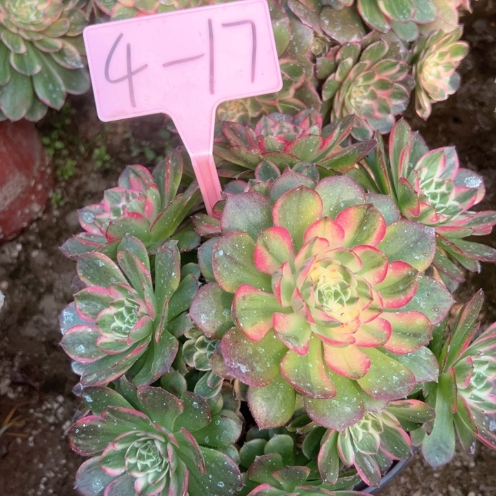 4-17海王多肉植物