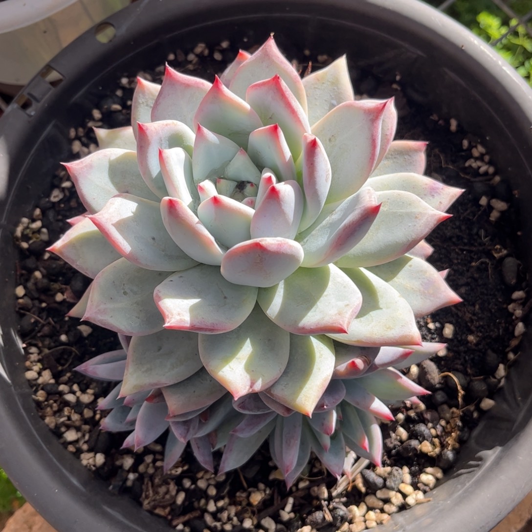 好姑娘多肉园艺，卡杂