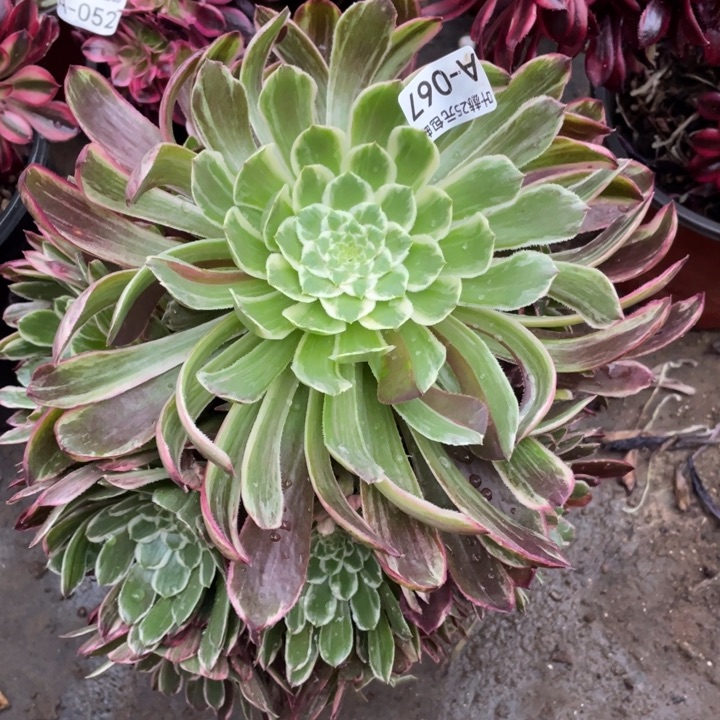 67金丝多肉12345678