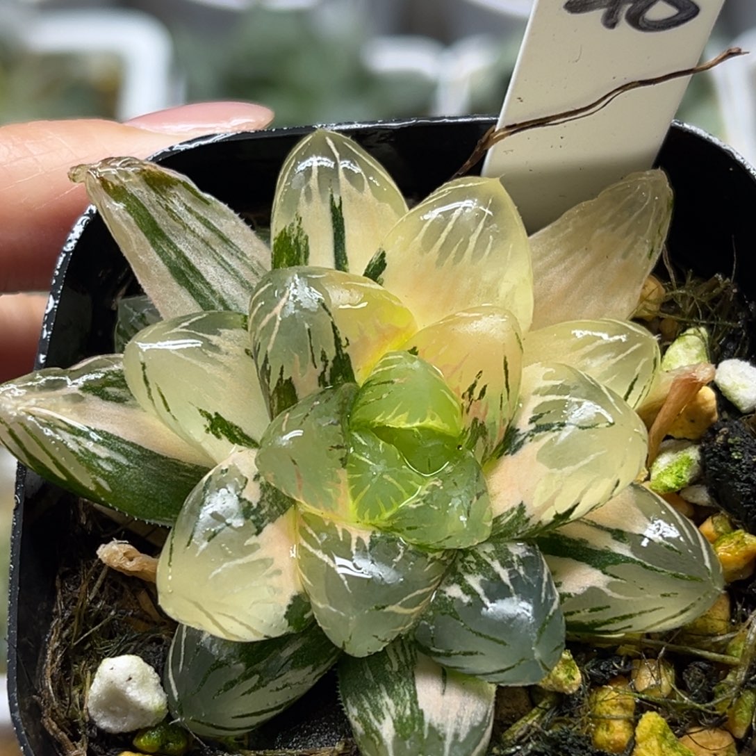 48冰灯玉露锦福利专场